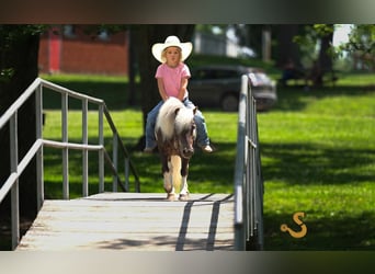 More ponies/small horses, Gelding, 9 years, 8,2 hh