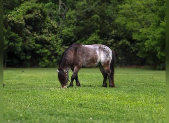 More ponies/small horses, Gelding, 9 years, 9.1 hh