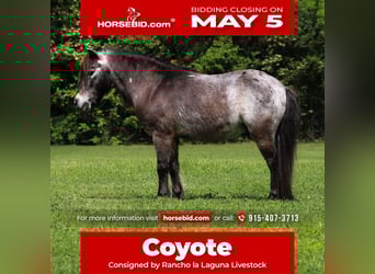 More ponies/small horses, Gelding, 9 years, 9.1 hh