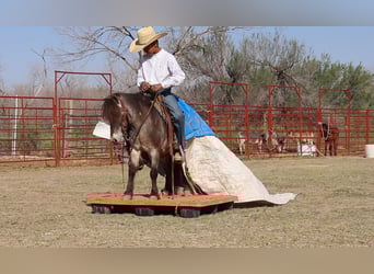 More ponies/small horses, Gelding, 9 years, 9.1 hh