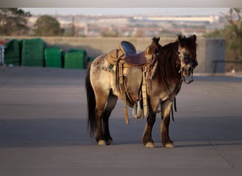 More ponies/small horses, Gelding, 9 years, 9.1 hh