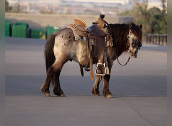 More ponies/small horses, Gelding, 9 years, 9.1 hh