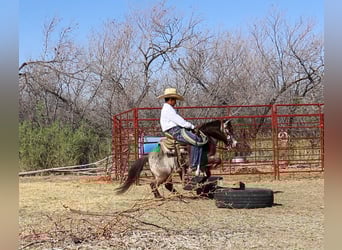 More ponies/small horses, Gelding, 9 years, 9.1 hh