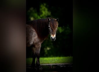 More ponies/small horses, Gelding, 9 years, 9.1 hh