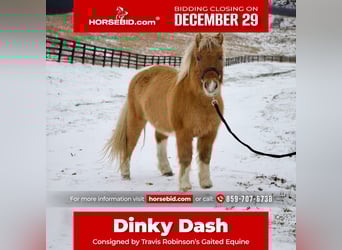 More ponies/small horses, Gelding, 9 years, 9.2 hh, Brown