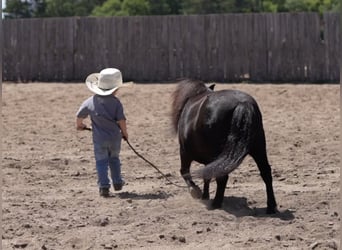 More ponies/small horses, Gelding, 9 years, 9 hh, Black