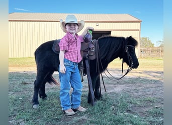 More ponies/small horses, Gelding, 9 years, 9 hh, Roan-Blue