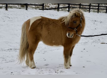 More ponies/small horses, Gelding, 9 years, 9,2 hh, Brown