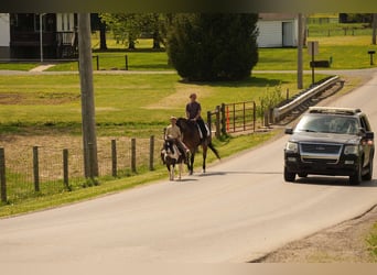 More ponies/small horses, Gelding, 9 years, 9,2 hh
