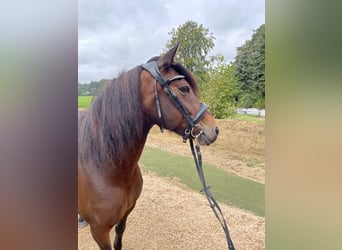 More ponies/small horses, Mare, 10 years, 12.2 hh, Brown