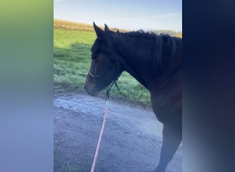 More ponies/small horses Mix, Mare, 10 years, 13,1 hh, Bay-Dark