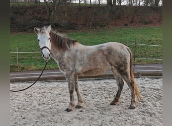 More ponies/small horses Mix, Mare, 10 years, 13,2 hh, Grey
