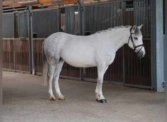 More ponies/small horses, Mare, 10 years, 14.1 hh, Grey