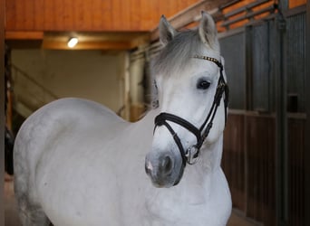 More ponies/small horses, Mare, 10 years, 14.1 hh, Grey