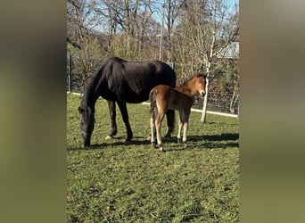 More ponies/small horses, Mare, 10 years, 14 hh, Black