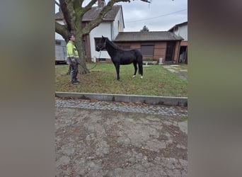 More ponies/small horses, Mare, 10 years, 14,2 hh, Black