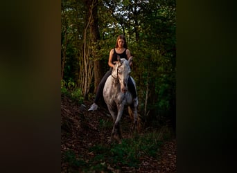 More ponies/small horses Mix, Mare, 10 years, 14,2 hh, Roan-Red