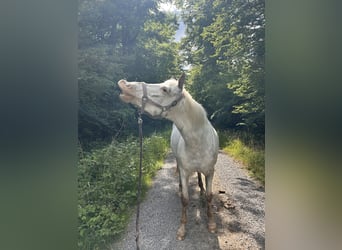 More ponies/small horses Mix, Mare, 10 years, 14,2 hh, Roan-Red