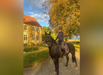 More ponies/small horses, Mare, 10 years, 15.1 hh, Bay-Dark