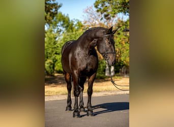 More ponies/small horses, Mare, 10 years, 15.1 hh, Bay-Dark
