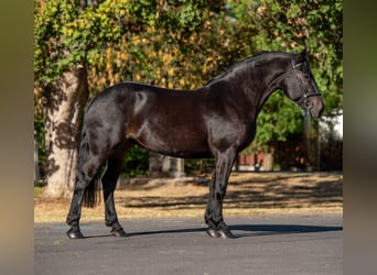 More ponies/small horses, Mare, 10 years, 15.1 hh, Bay-Dark