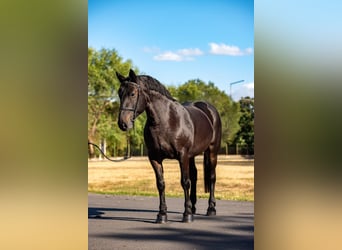 More ponies/small horses, Mare, 10 years, 15.1 hh, Bay-Dark