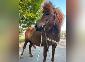 More ponies/small horses, Mare, 10 years, 9,2 hh, Bay-Dark
