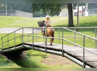 More ponies/small horses, Mare, 11 years, 10 hh, Buckskin