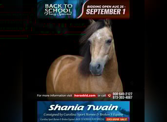 More ponies/small horses, Mare, 11 years, 10 hh, Buckskin