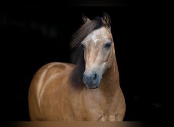 More ponies/small horses, Mare, 11 years, 10 hh, Buckskin