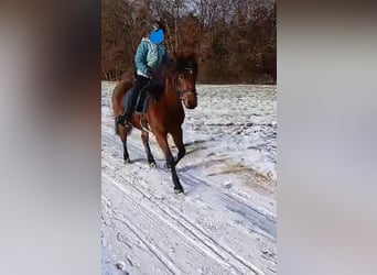 More ponies/small horses, Mare, 11 years, 13.1 hh, Brown