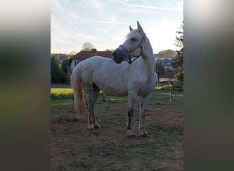 More ponies/small horses Mix, Mare, 11 years, 13,1 hh, Grey