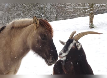 More ponies/small horses, Mare, 11 years, 13,2 hh, Dun