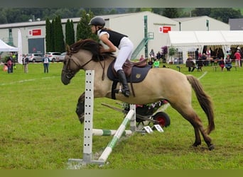 More ponies/small horses, Mare, 11 years, 13,2 hh, Dun