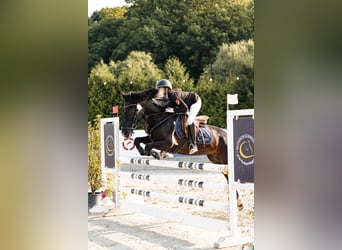 More ponies/small horses Mix, Mare, 11 years, 13,2 hh, Pinto