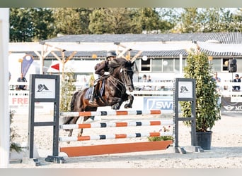 More ponies/small horses, Mare, 11 years, 13,2 hh, Pinto