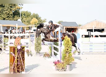 More ponies/small horses, Mare, 11 years, 13,2 hh, Pinto