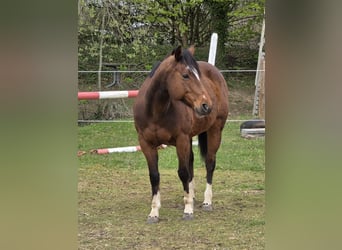 More ponies/small horses, Mare, 11 years, 14.1 hh, Brown