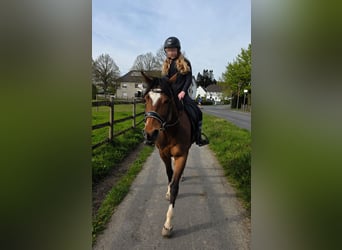 More ponies/small horses, Mare, 11 years, 14.1 hh, Brown