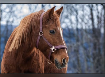 More ponies/small horses Mix, Mare, 11 years, 14.1 hh, Chestnut-Red