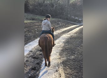 More ponies/small horses Mix, Mare, 11 years, 14.1 hh, Chestnut-Red