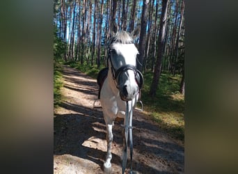 More ponies/small horses, Mare, 11 years, 14.1 hh, Grey
