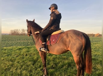 More ponies/small horses Mix, Mare, 11 years, 14.2 hh, Brown