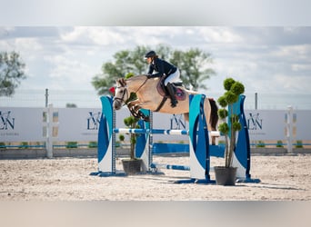 More ponies/small horses Mix, Mare, 11 years, 14.2 hh, Dun
