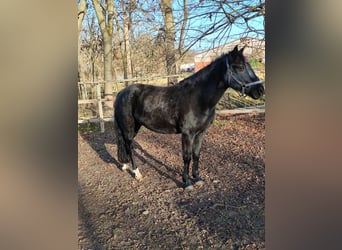 More ponies/small horses, Mare, 11 years, 14.3 hh, Black