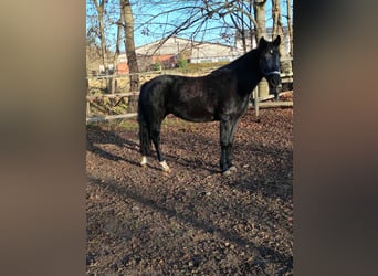 More ponies/small horses, Mare, 11 years, 14.3 hh, Black