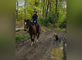 More ponies/small horses, Mare, 11 years, 14,1 hh, Brown