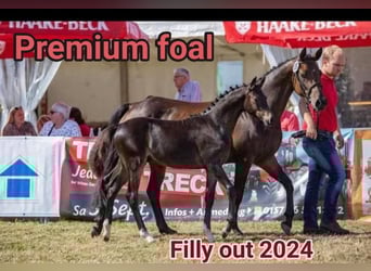More ponies/small horses, Mare, 11 years, 14,1 hh, Brown