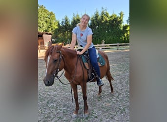 More ponies/small horses Mix, Mare, 11 years, 14,1 hh, Chestnut-Red