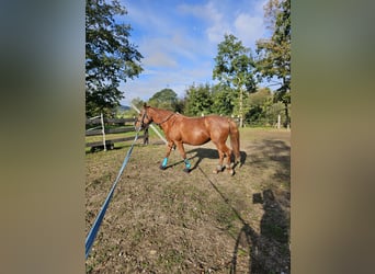 More ponies/small horses Mix, Mare, 11 years, 14,1 hh, Chestnut-Red
